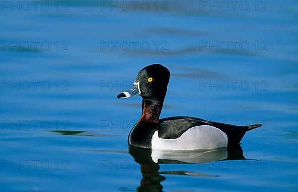 Ring-necked Duck