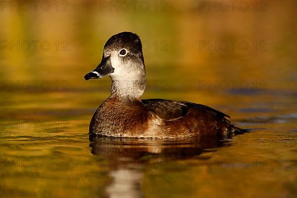 Ring-necked Duck