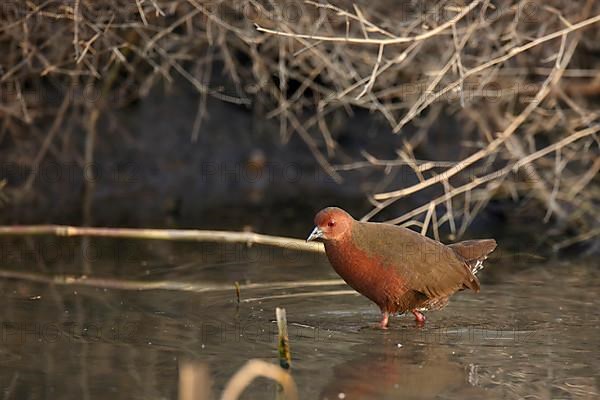 Red-breasted Crake