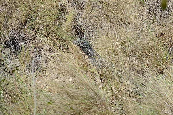 Komodo dragon