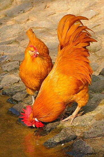 Saxon Grouse