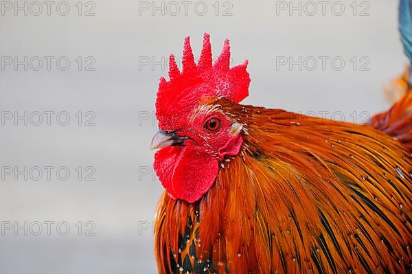 Brakel-cock