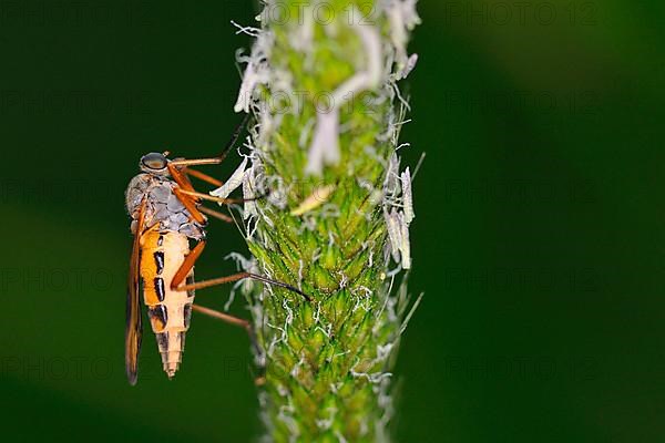 Common Snipe Fly