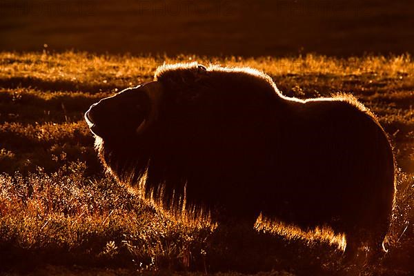 Musk Ox