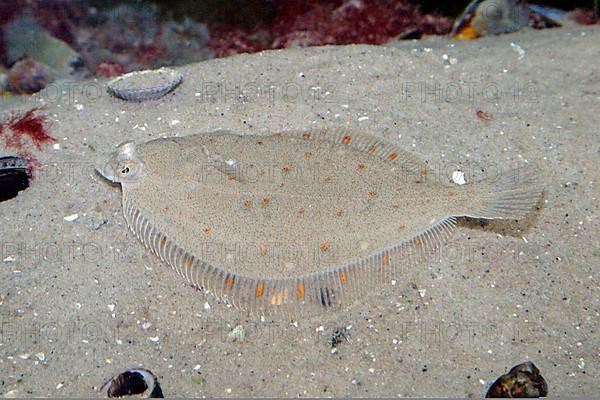 European flounder