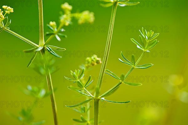 Common bedstraw