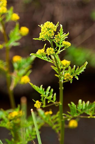Wild marsh cress