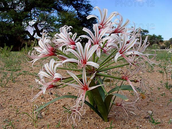 Vlei Lily