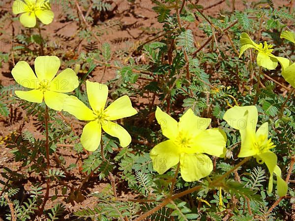 Tribulus terrestrial