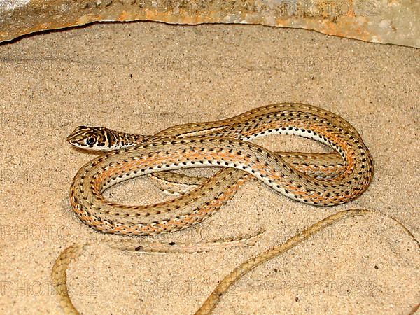 Namib Sand Snake