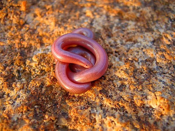 Worm snake