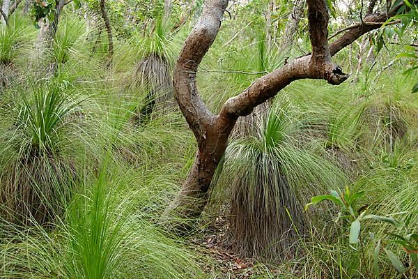 Grass tree forest