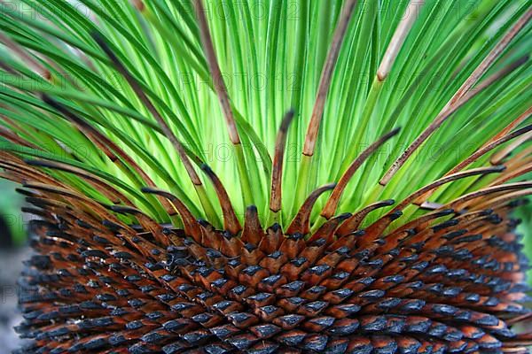 Grass tree structure
