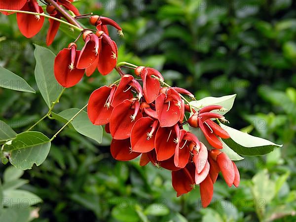 Coral bush