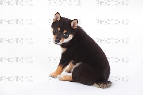 Shiba Inu