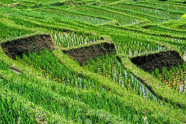 Rice Terraces