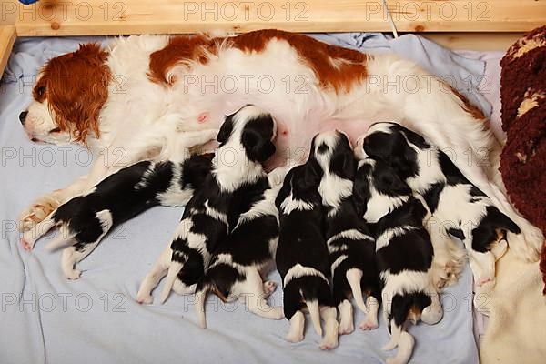 Cavalier King Charles Spaniel