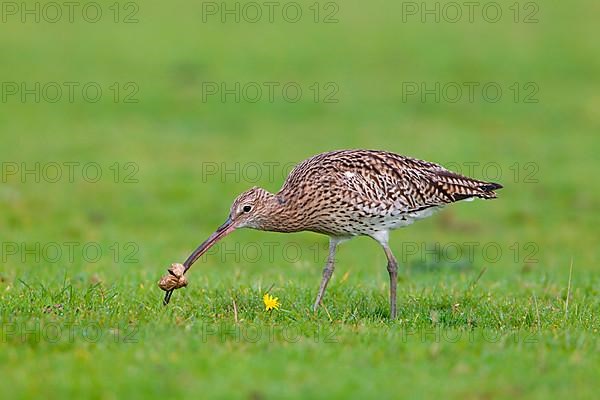 Adult eurasian curlew