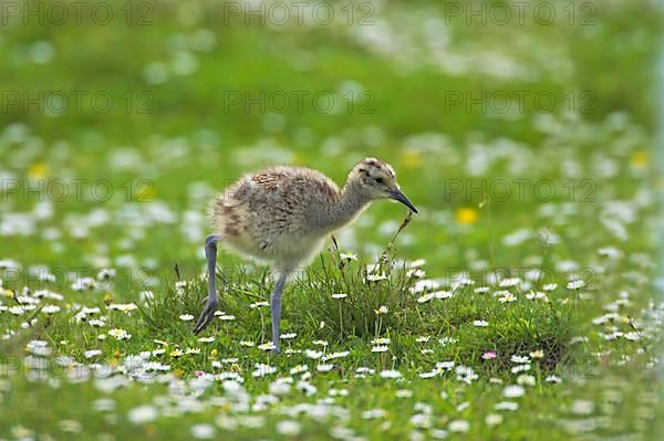 Eurasian Curlew