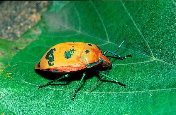 Northern Australian tree bug