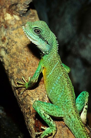 Water dragon