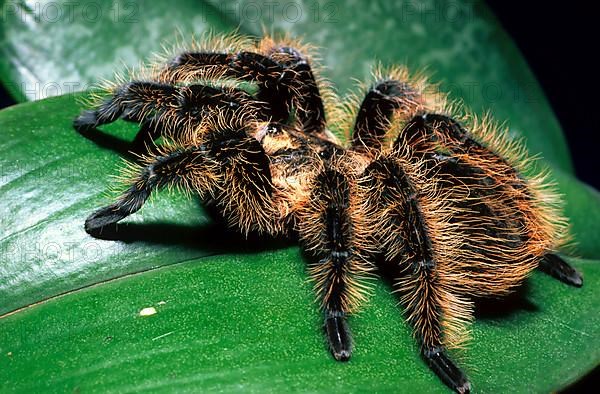 Honduras Frizzy-Haired Bird Spider
