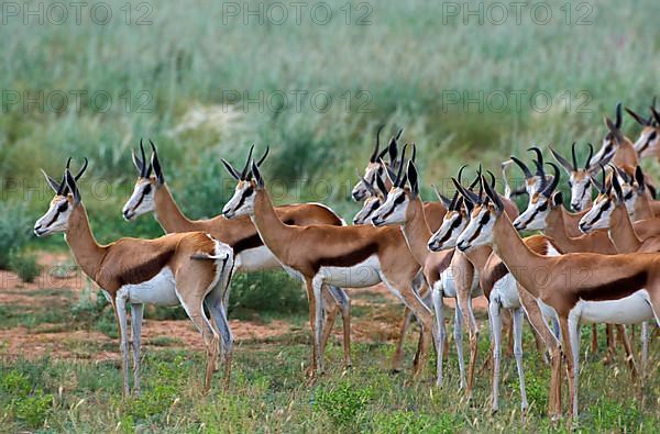 Springbok