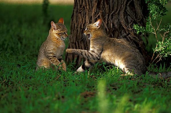 African wild cat