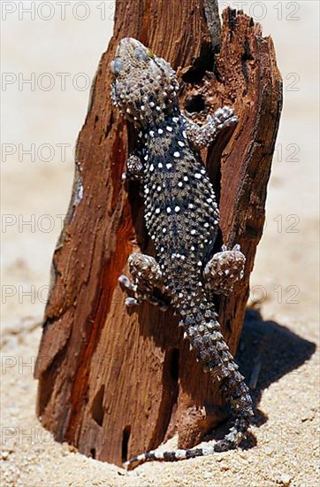 Bibron's Dick-fingered Gecko
