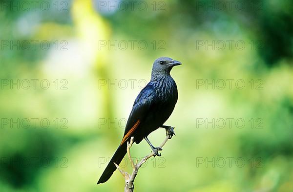Pale-winged Starling