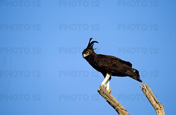 Long Crested Eagle