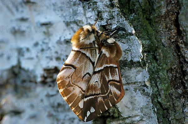 Birch moth