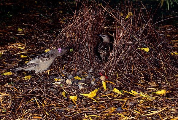 Great bowerbird