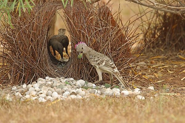 Great bowerbird