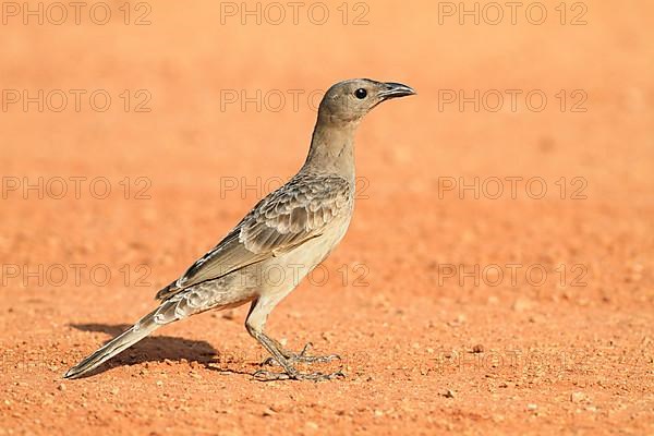 Great bowerbird