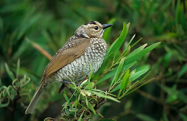 Yellow-naped Bowerbird