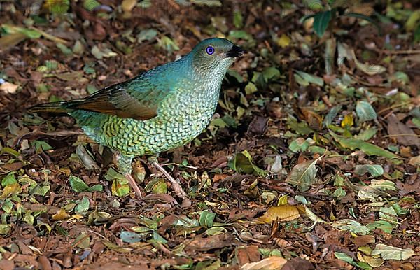 Satin bowerbird