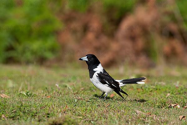 Black-throated Shrike Crow