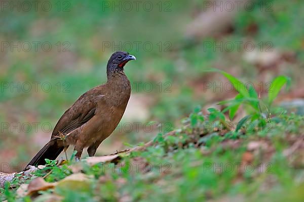 Rufous-vented Chachalaca