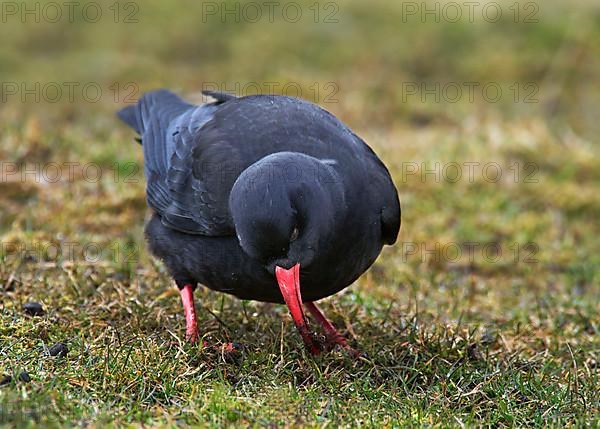 Red-billed Chough