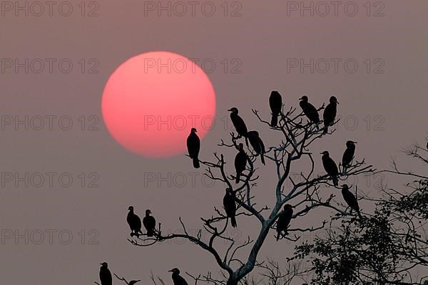 Flock of Great great cormorant