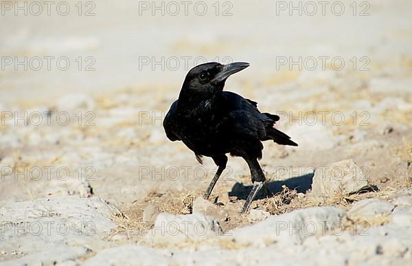 Cape Crow