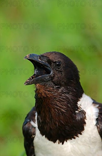 Pied crow