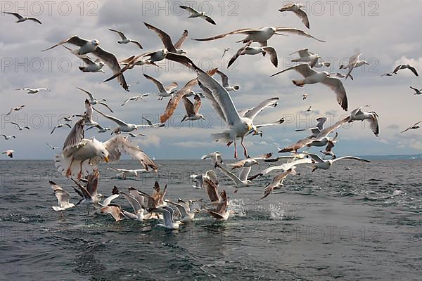 European herring gull