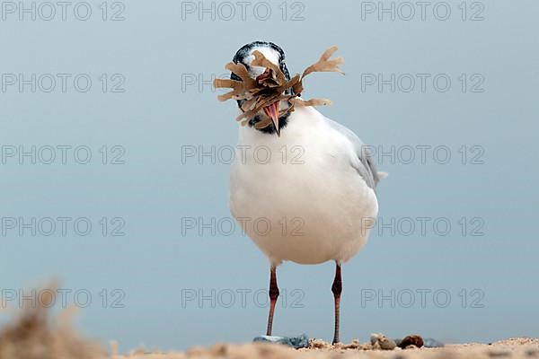 Adult mediterranean gull