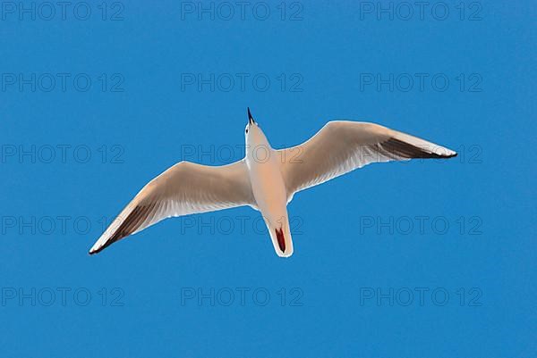 Slender-billed gull