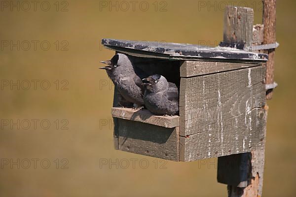 Jackdaw