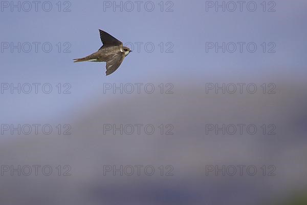 Sand martin