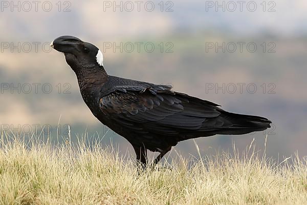 Archraven