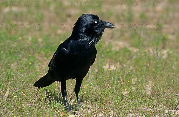 Australian raven